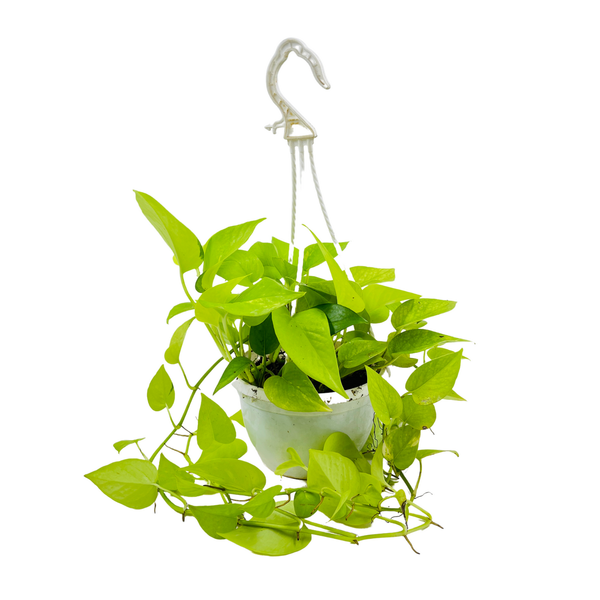 Golden Money Plant Hanging With Pot