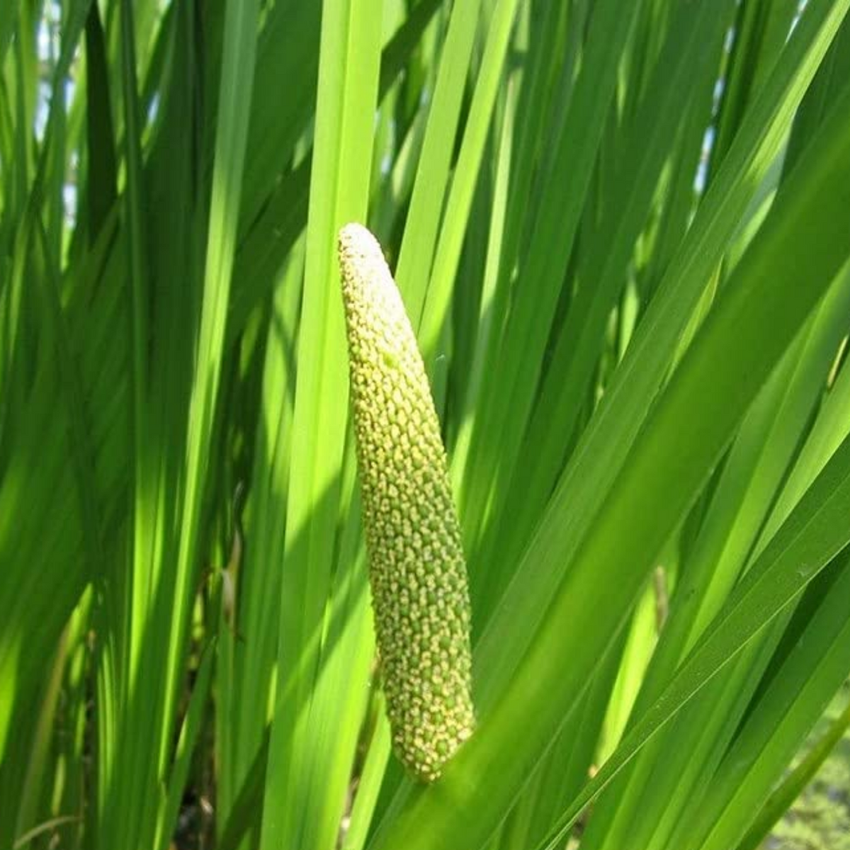 Vayambu / Sweet Flag / Vasambu (Acorus calamus) Medicinal Live Plant (Home & Garden)
