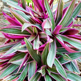 Rhoeo plant (Tradescantia spathacea) Ornamental Live Plant (Home & Garden)