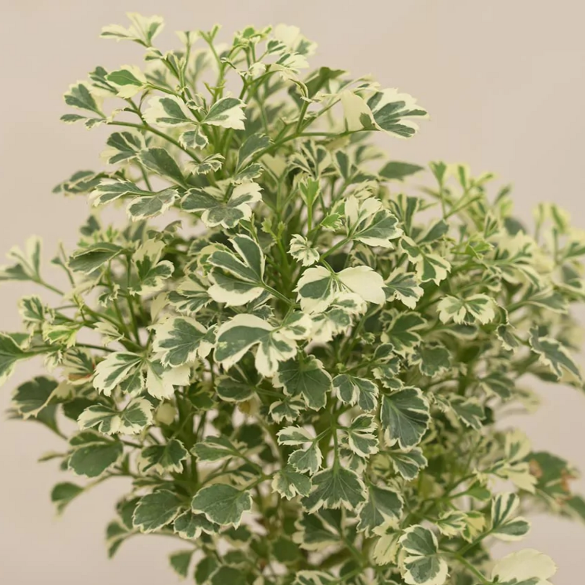 Aralia Variegated ( Polyscias fruticosa ) Ornamental Live Plant (Home & Garden)