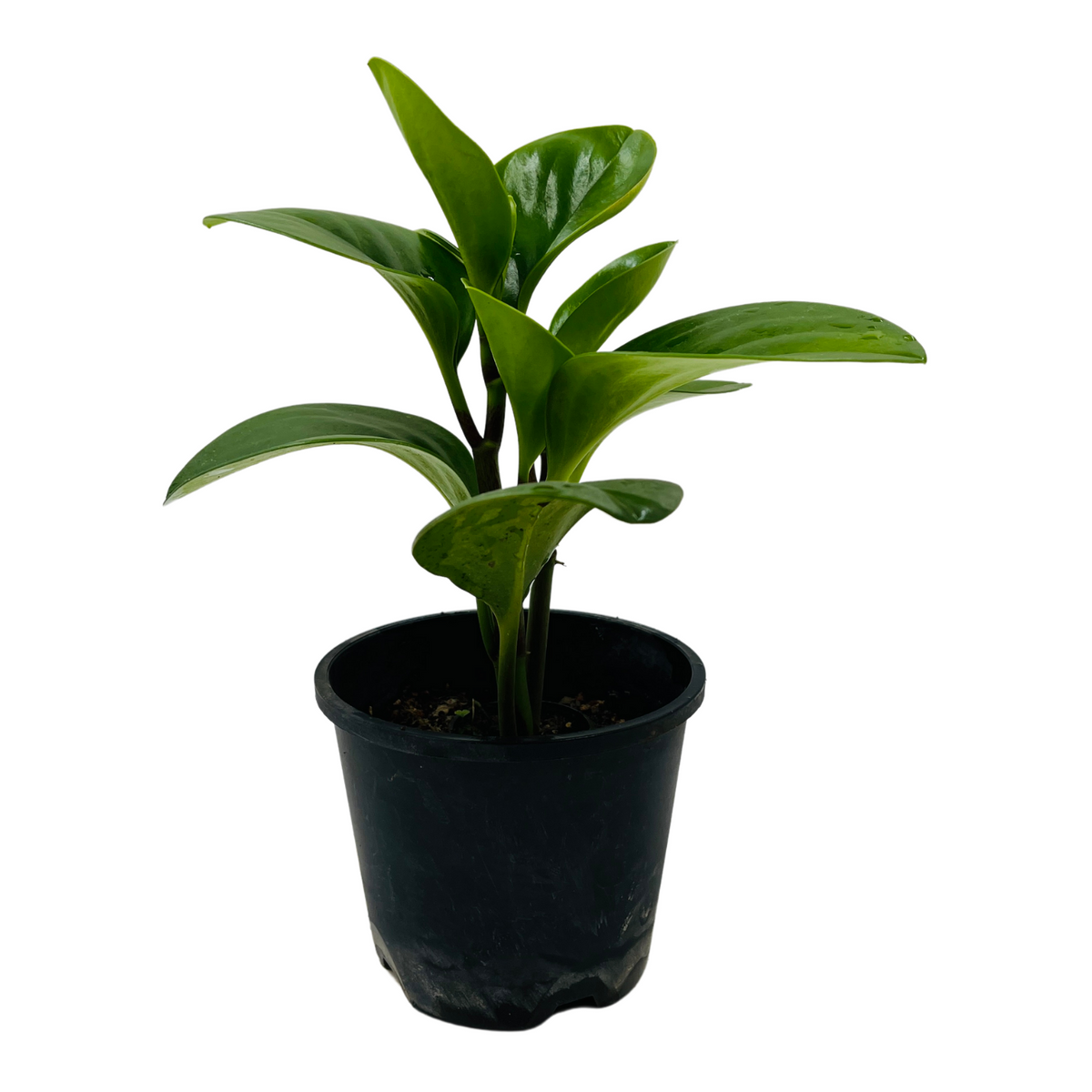 Peperomia Green / Baby Rubber  (Peperomia obtusifolia) - Live Plant For Indoor (Home & Garden)