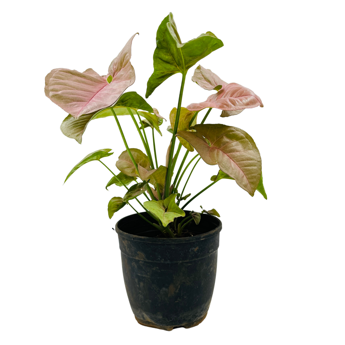 Syngonium Pink (Syngonium Podophyllum) - Live Plant (Home & Graden)