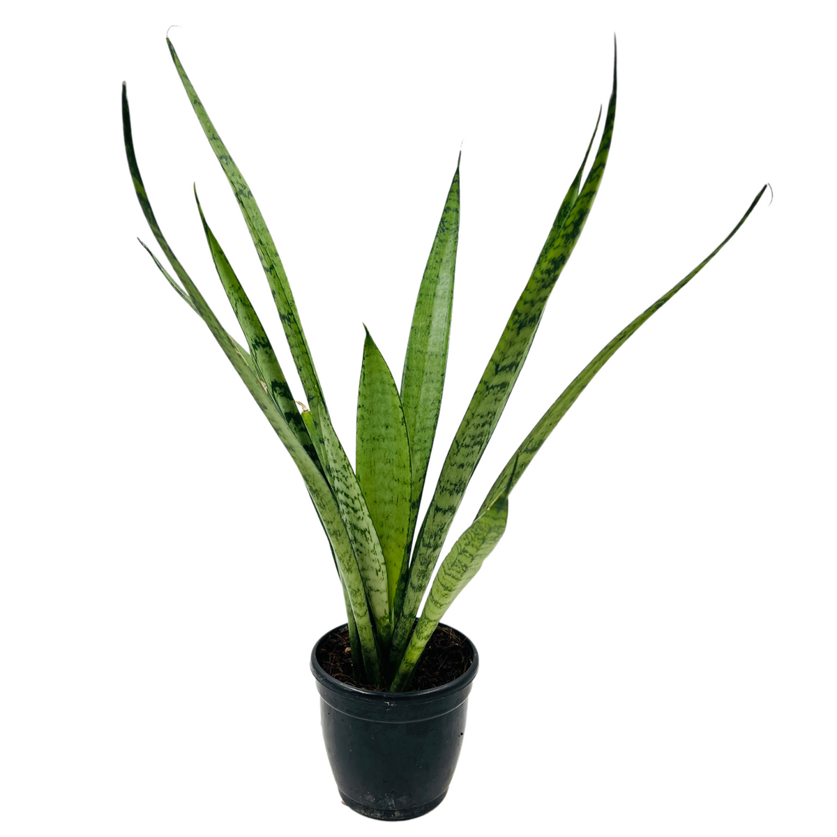 Sansevieria Silver Princess / Snake Plant (Sansevieria trifasciata)- Live Plant  (Home & Garden)