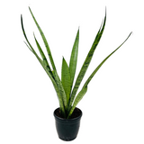 Sansevieria Silver Princess / Snake Plant (Sansevieria trifasciata)- Live Plant  (Home & Garden)