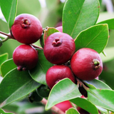 Miniature Strawberry Guava /  Red Guava (Psidium cattleianum) Fruit Live Plant (Home & Garden)