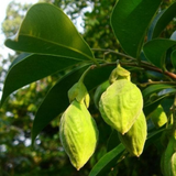 Agarwood / Oud / Oodh Wood Tree (Aquilaria agallocha) Ornamental Live Plant (Home & Garden)