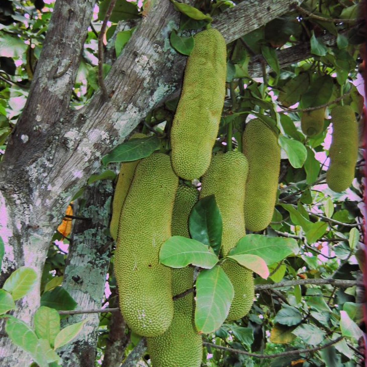 Cempedak | Chempedak  ( Artocarpus Integer ) Fruit Live Plant (Home & Garden)