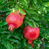 Pomegranate / Mathalam (Punica granatum) Fruit Live Plant (Home & Garden)