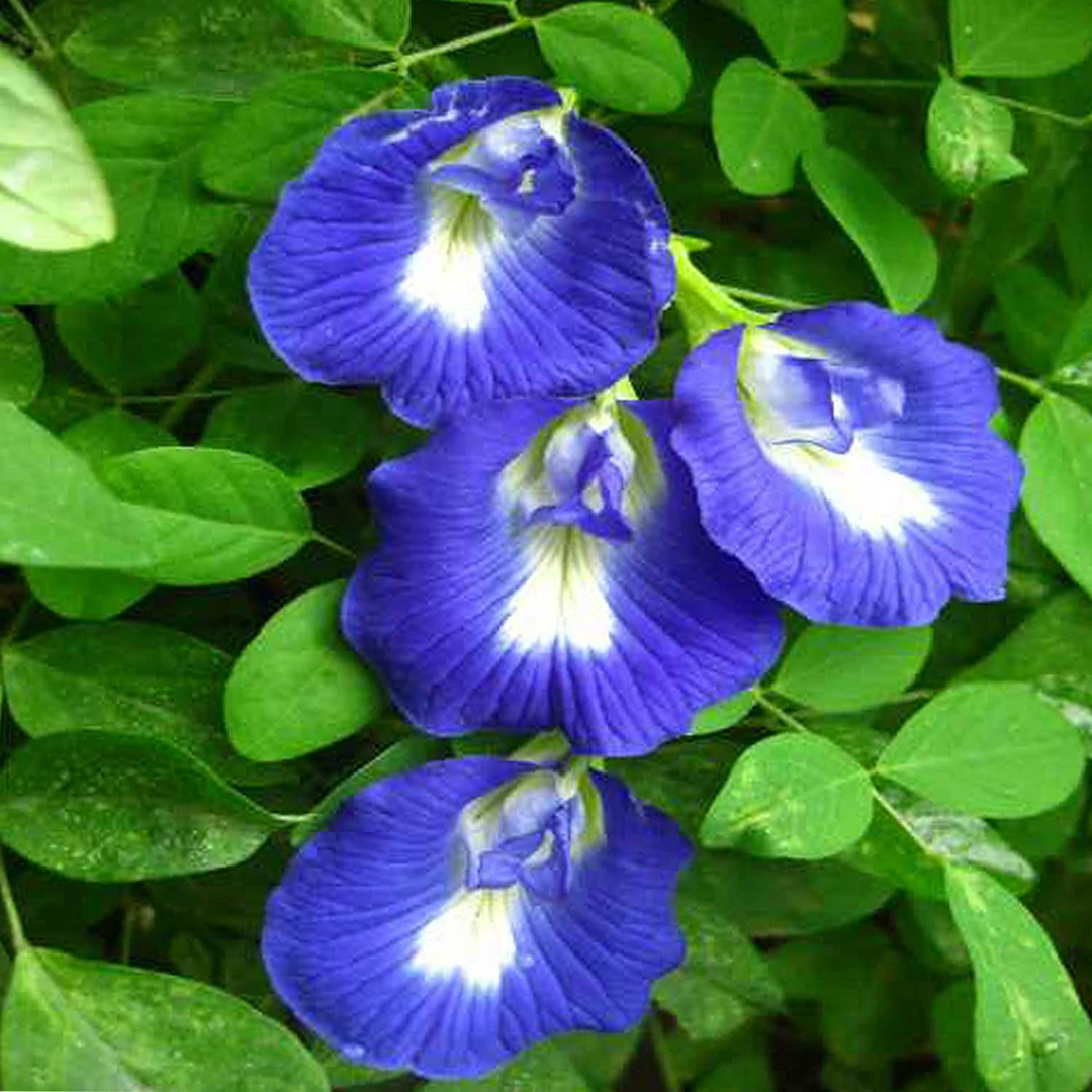 Aparajita / Shankupushpam / Butterfly pea (Clitoria ternatea)  Flowering/Ornamental/Medicinal/ Live Plant (Home & Garden)