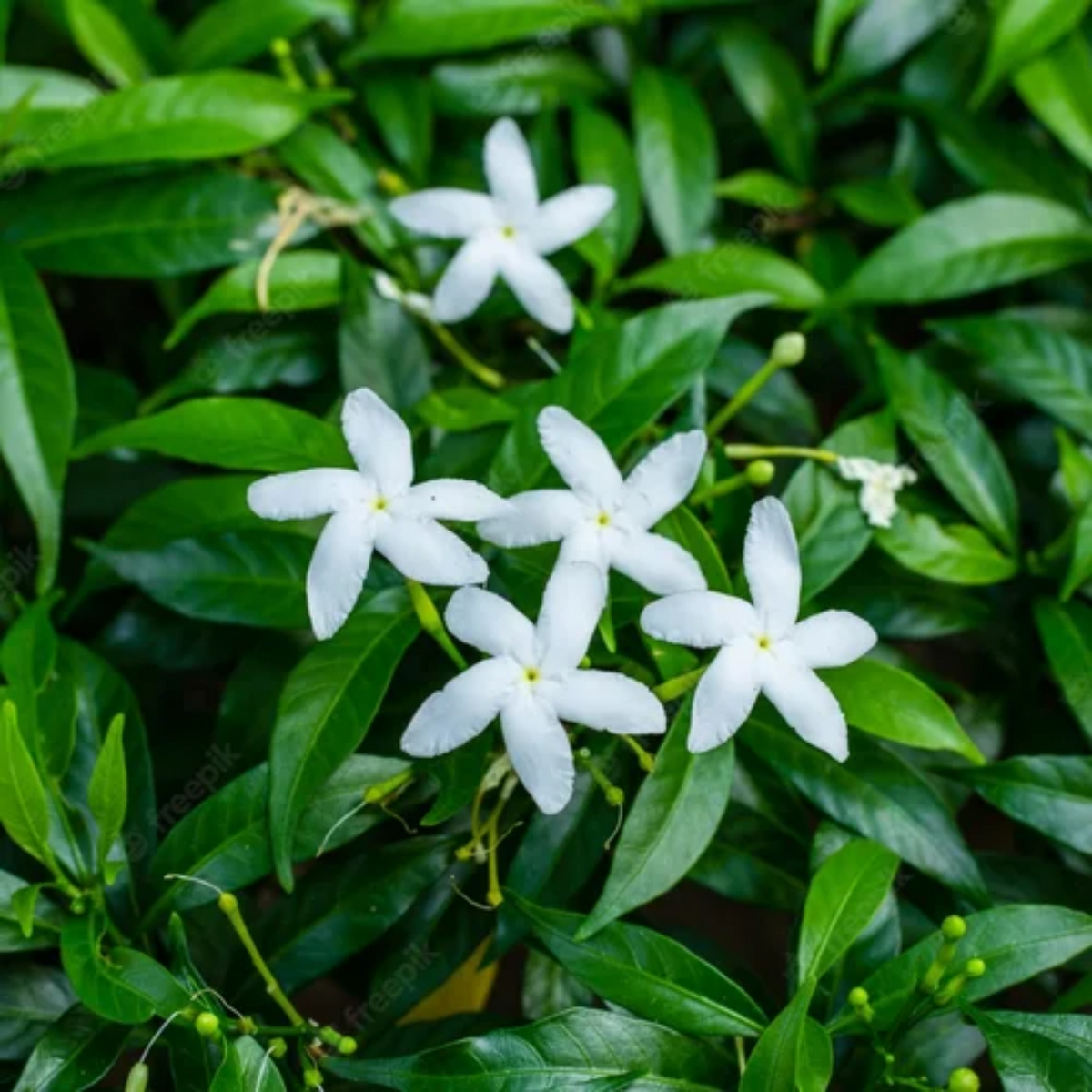 Nandyarvattam / Pinwheel Flower / Crape jasmine ( Tabernaemontana divaricata ) Flowering / Ornamental Live Plant (Home & Garden)