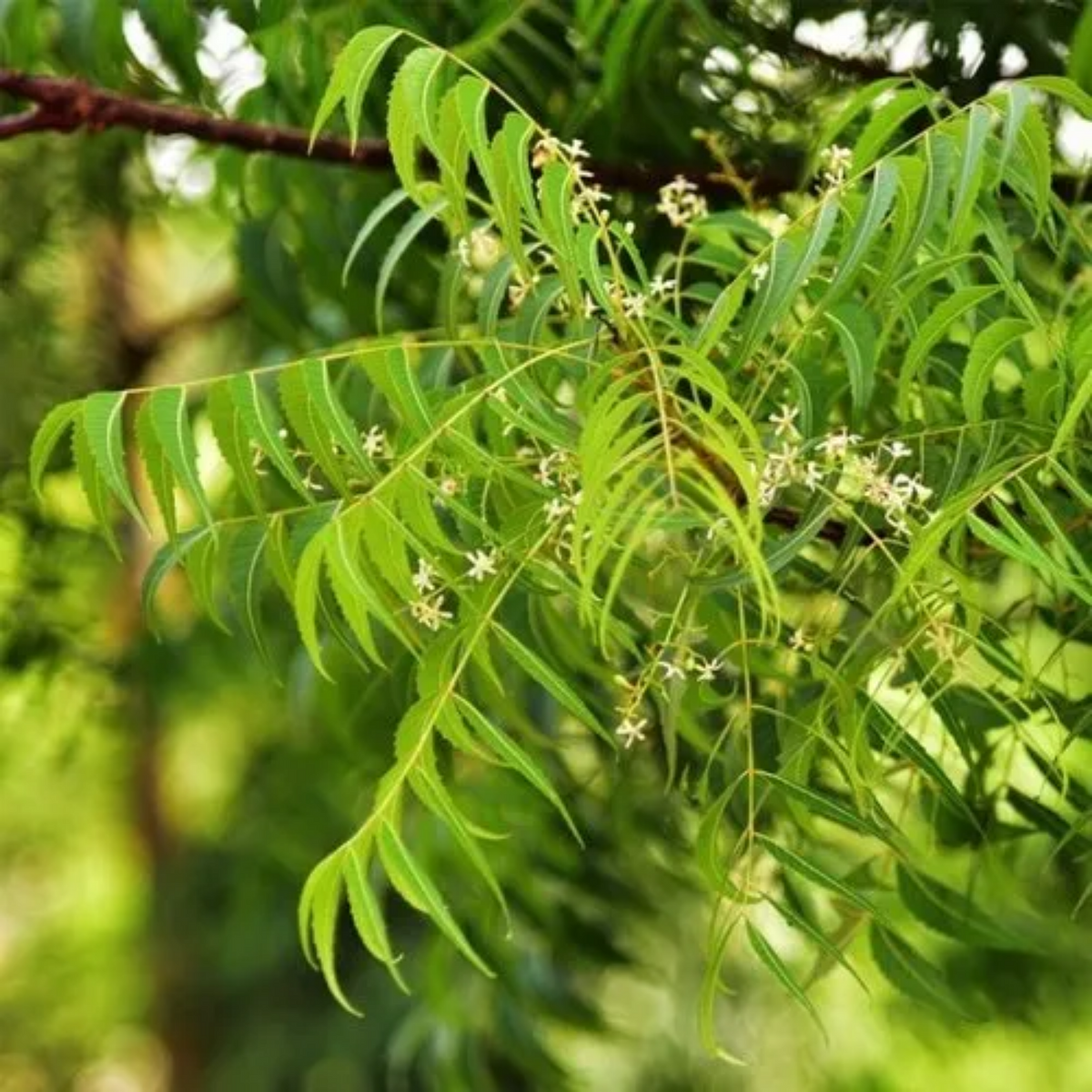 Neem Tree / Aariveppu (Azadirachta indica) Ornamental/Medicinal Live Plant (Home & Garden)