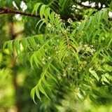 Neem Tree / Aariveppu (Azadirachta indica) Ornamental/Medicinal Live Plant (Home & Garden)