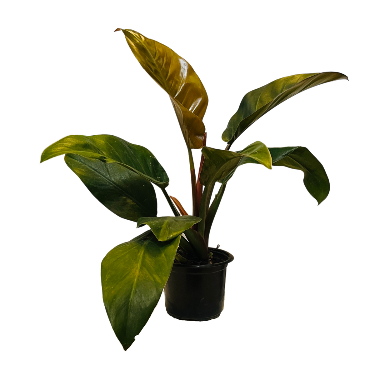 Philodendron Red Congo - Live Plant (Home & Graden)