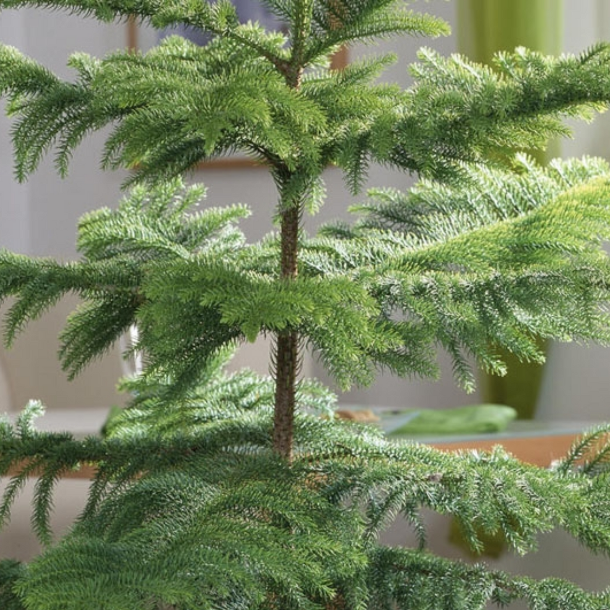 Araucaria Plant / Christmas Tree plant (Araucaria columnaris) Ornamental Live Plant (Home & Garden)