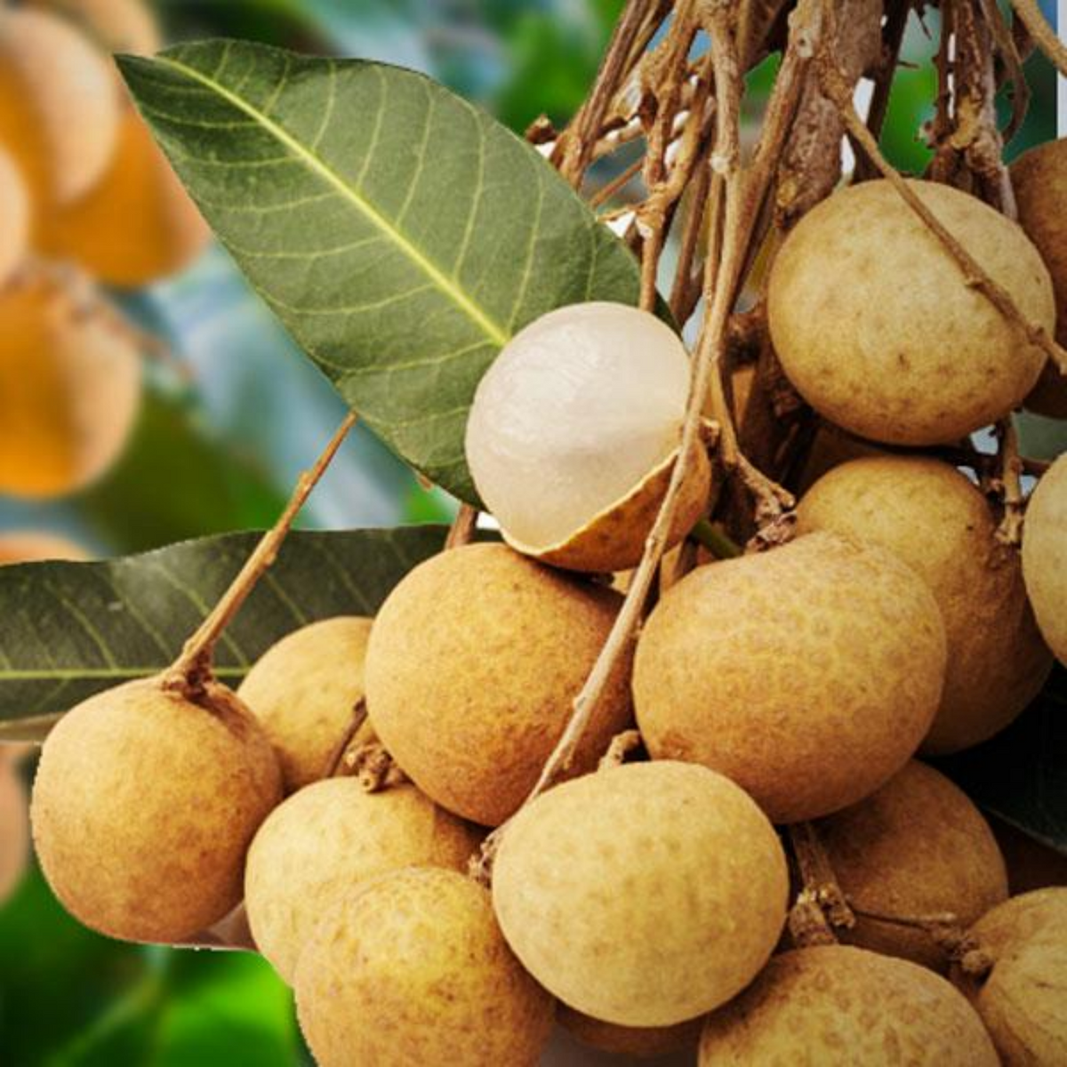 Longan Fruit / Dragon's Eye (Dimocarpus longan) Fruit Live Plant (Home & Garden)