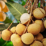 Longan Fruit / Dragon's Eye (Dimocarpus longan) Fruit Live Plant (Home & Garden)