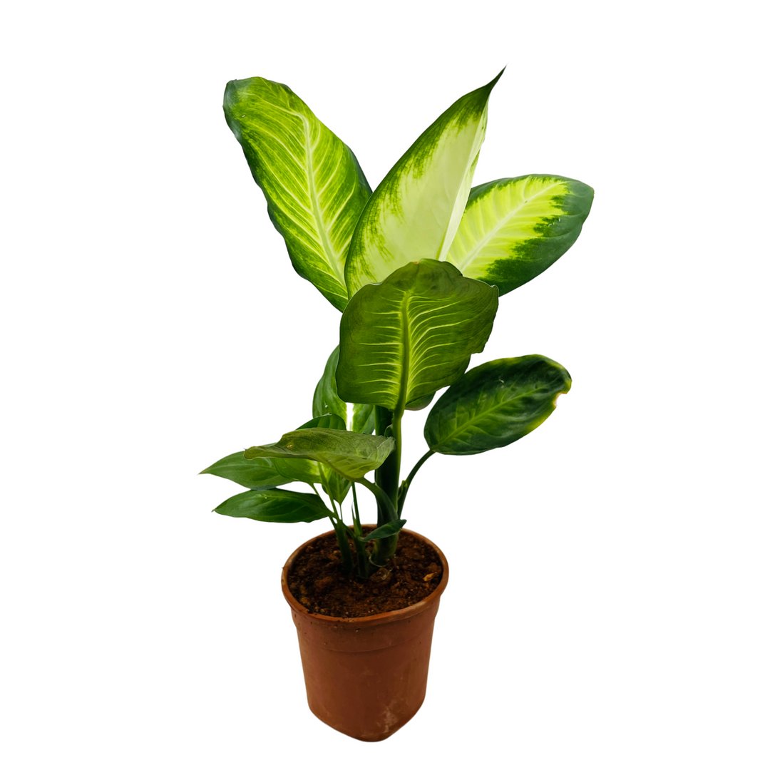 dieffenbachia maculate Dieffenbachia Maculata / Dumb Cane