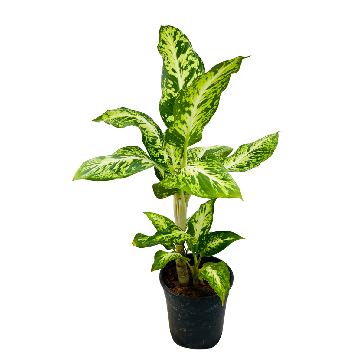 Dieffenbachia Sparkles - Live Plant (Home & Graden)