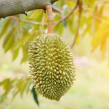 Durian Grafted (Durio) Fruit Live Plant (Home & Garden)