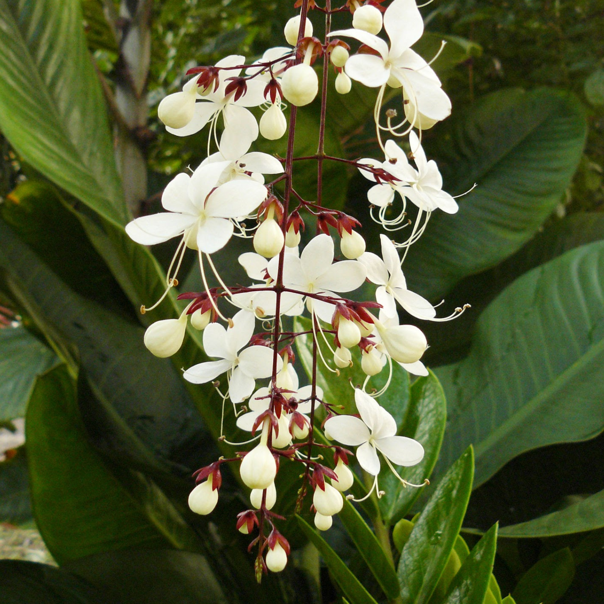 Light Bulbs | Chains Of Glory | Wallich's Glorybower | Bridal Veil (Clerodendrum wallichii) Flowering/Ornamental Live Plant (Home & Garden)