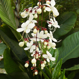 Light Bulbs | Chains Of Glory | Wallich's Glorybower | Bridal Veil (Clerodendrum wallichii) Flowering/Ornamental Live Plant (Home & Garden)