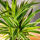 Spider Plant (Chlorophytum comosum) Ornamental Live Plant (Home & Garden)