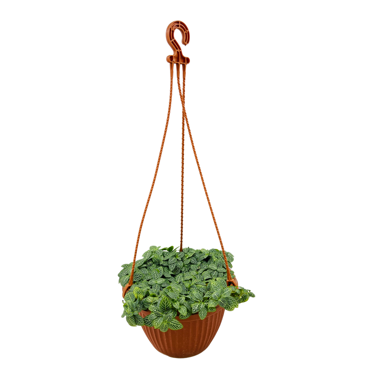 hanging fittonia plant Fittonia Green Plant Hanging With Pot – Hug A Plant