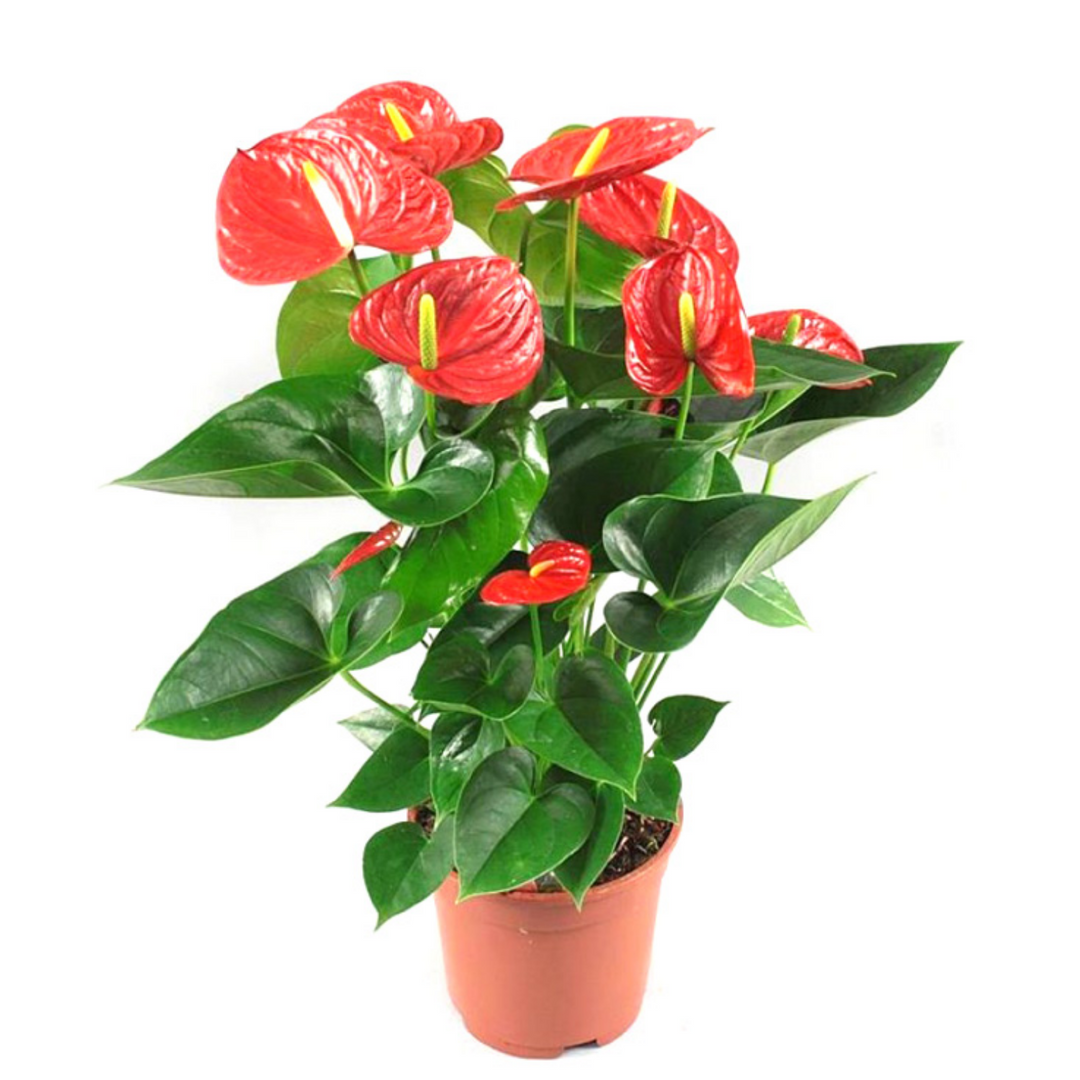 anthurium plants for sale in kerala Red Anthurium (Anthurium andraeanum) Flowering/Ornamental Live Plant ( –  Hug A Plant