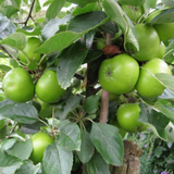 Ber Apple / Indian Jujube / Ilanthapazham (Grafted) (Ziziphus mauritiana) Fruit Live Plant (Home & Garden)