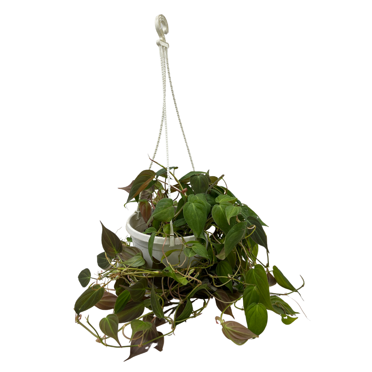 Philodendron Micans Oxycardium Plant With Hanging Pot