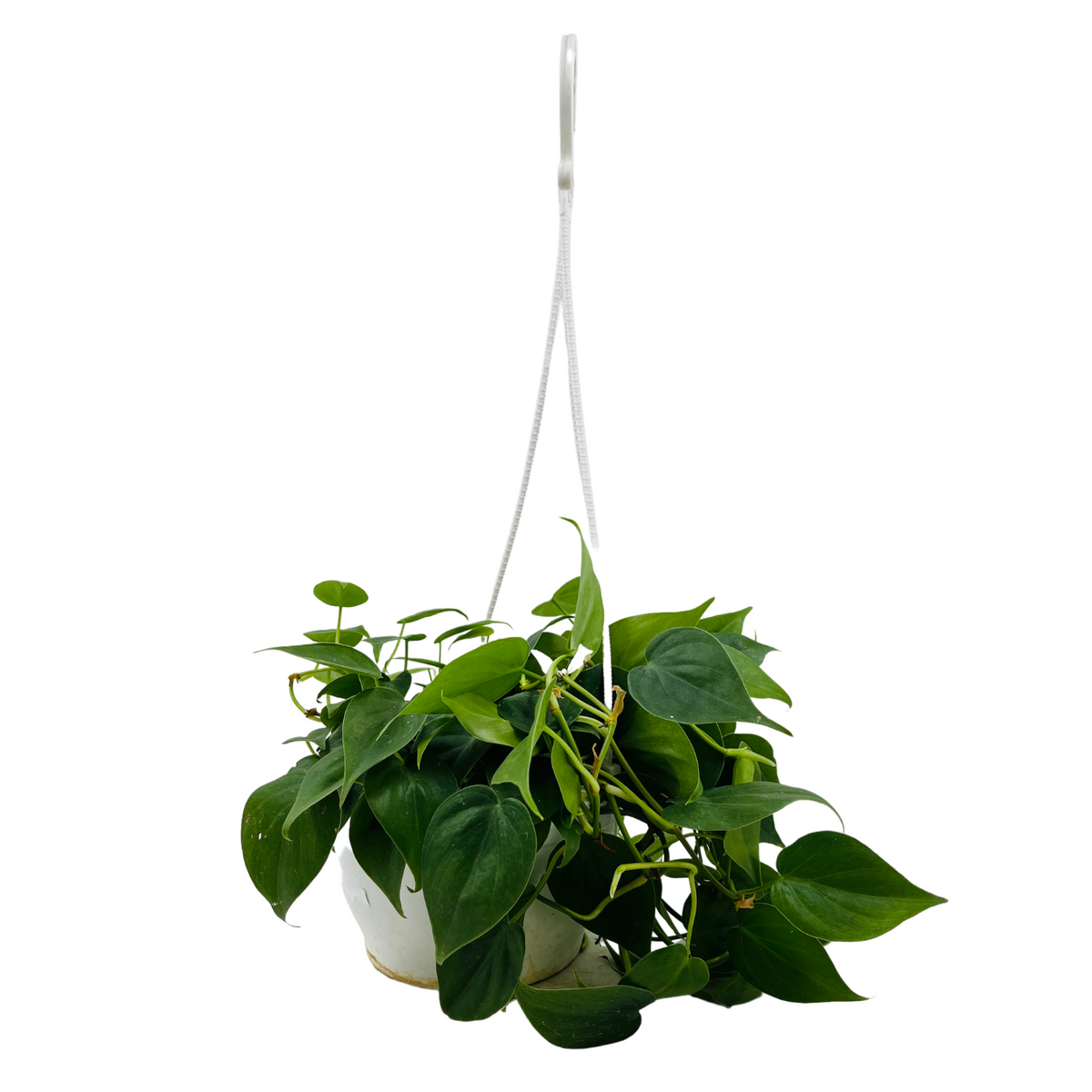 philodendron oxycardium green plant Philodendron Oxycardium Green Plant With Hanging Pot – Hug A Plant