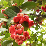 Chamba / Water Apple (Syzygium samarangense) Fruit/Ornamental Live Plant (Home & Garden)