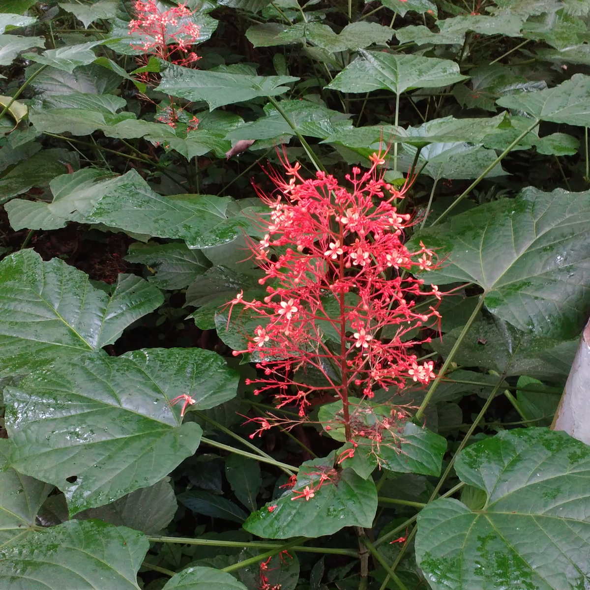 Hanuman Kireedam / Red Pagoda (Clerodendrum paniculatum) Flowering/Ornamental Live Plant (Home & Garden)