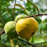 Araza Boi (seedling) (Eugenia stipitata) Fruit Live Plant (Home & Garden)