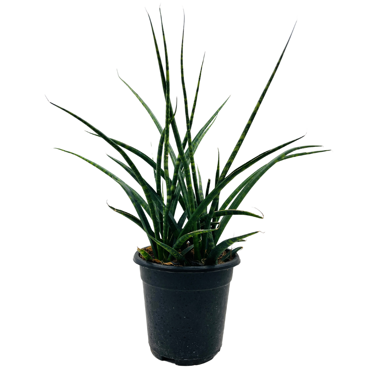 Mikado - Medium Size (Sansevieria bacularis) - Live Snake Plant For Indoor (Home & Garden)