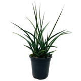 Mikado - Medium Size (Sansevieria bacularis) - Live Snake Plant For Indoor (Home & Garden)