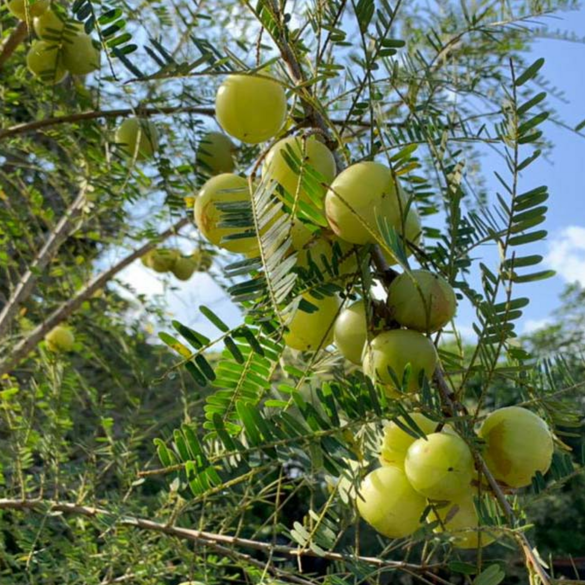 bonsai amla tree Nelli / Amla Tree / Indian Gooseberry (Phyllanthus emblica) Grafted Fr – Hug A Plant