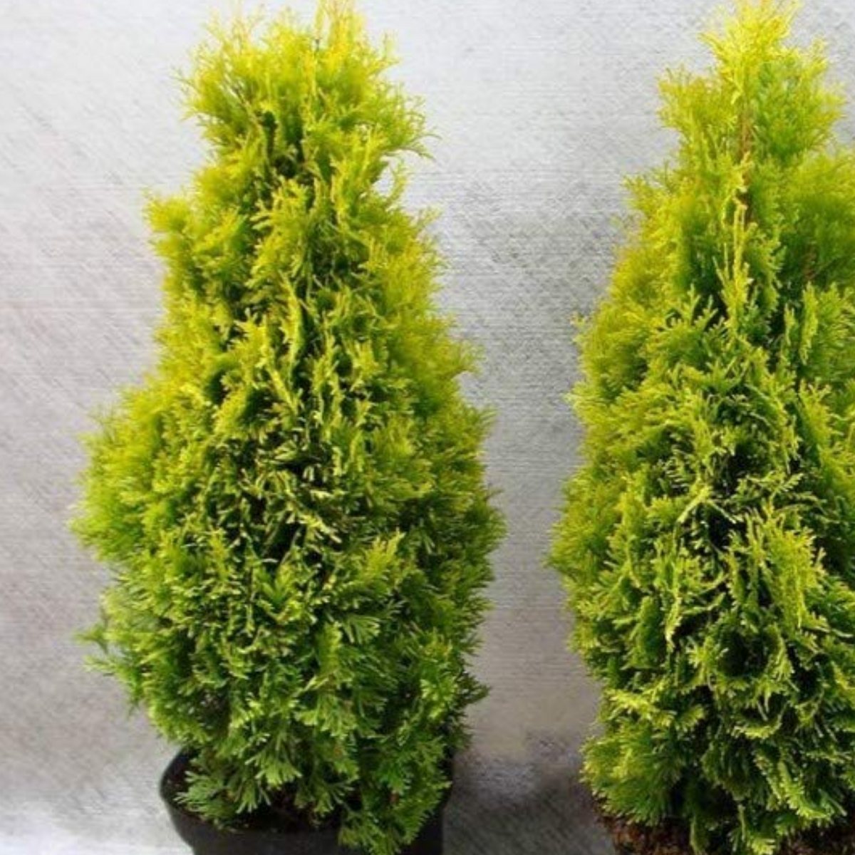 Thuja Plant / Morpankhi (Arborvitae)Ornamental Live Plant (Home & Garden)