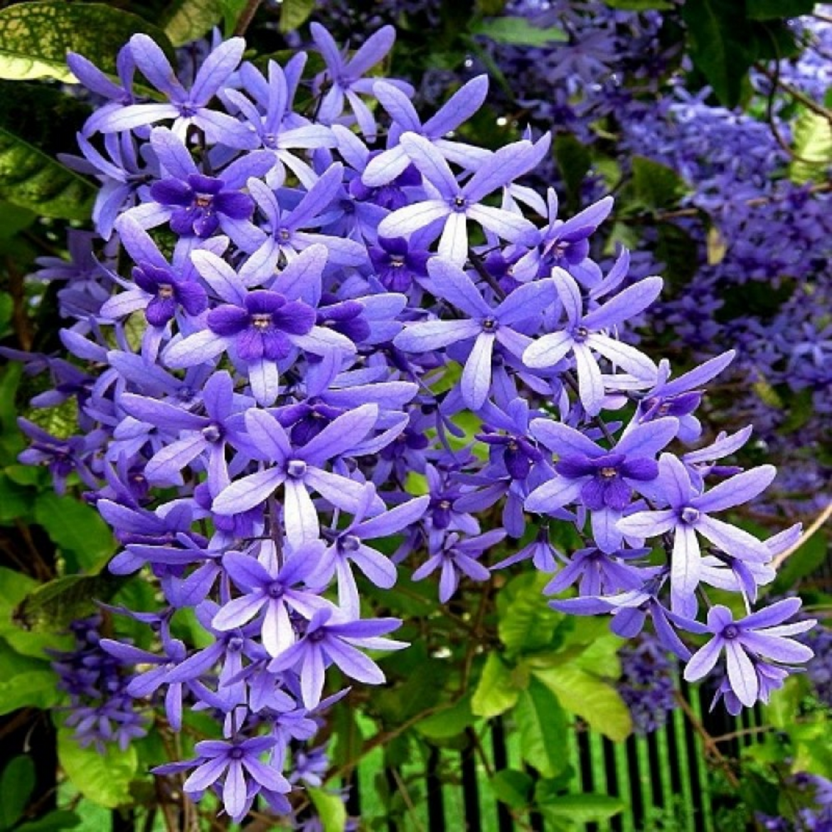 Mandarai Mandaram White (Bauhinia variegata) Flowering/Ornamental Live Plant (H ...