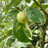 Miniature Mosambi / Sweet Lemon Miniature (Citrus limetta) Fruit Live Plant (Home & Garden)