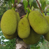 Muttan Varika Jackfruit (artocarpus heterophyllus) Fruit Live Plant (Home & Garden)
