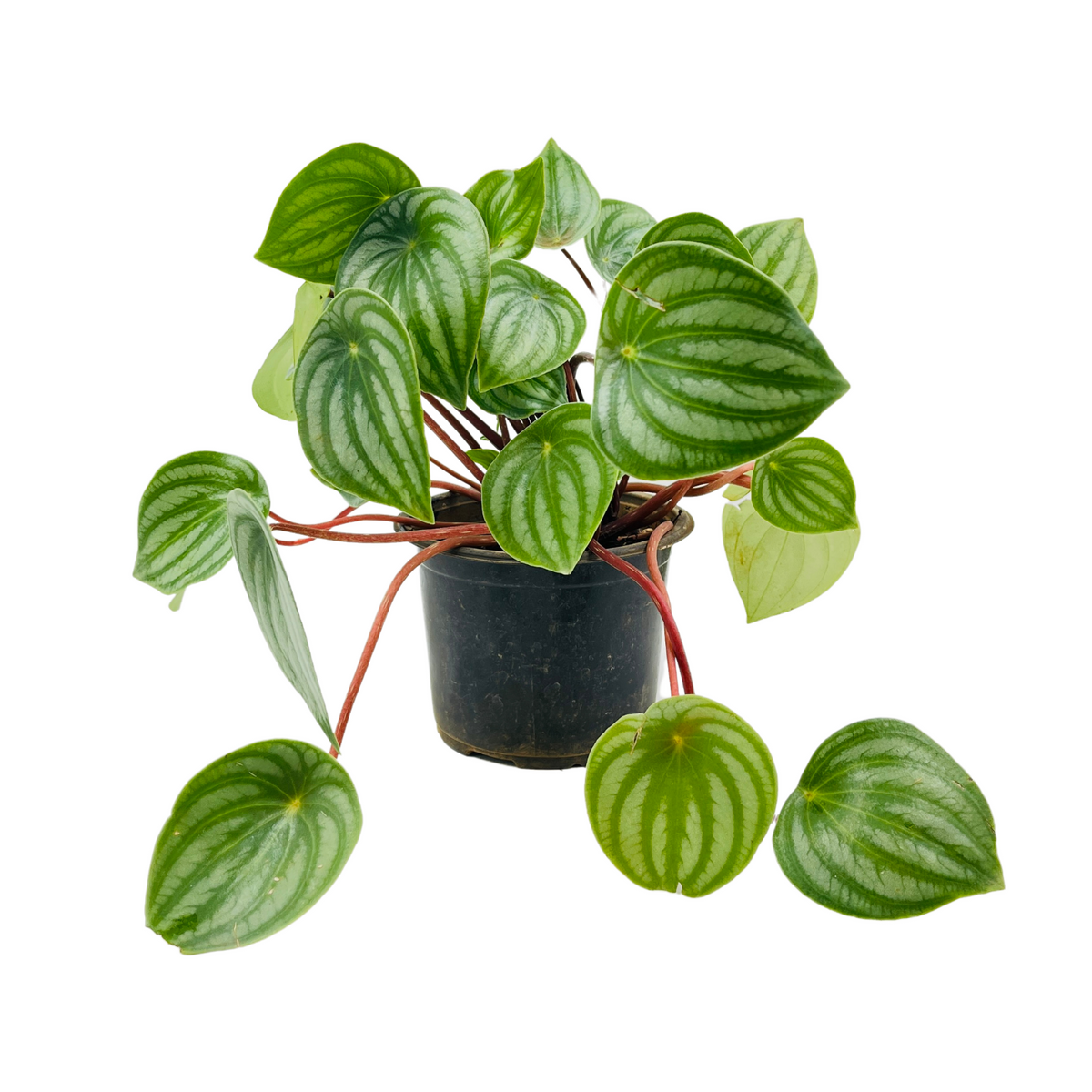 Watermelon Peperomia (Peperomia argyreia) - Live Plant For Indoor (Home & Garden)
