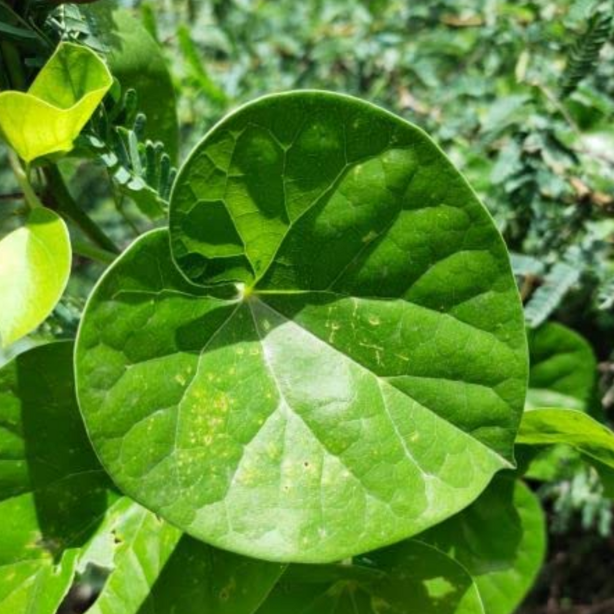 Giloy Plant / Chittamruthu  (Tinospora cordifolia) Medicinal Live Plant (Home & Garden)