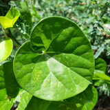 Giloy Plant / Chittamruthu  (Tinospora cordifolia) Medicinal Live Plant (Home & Garden)