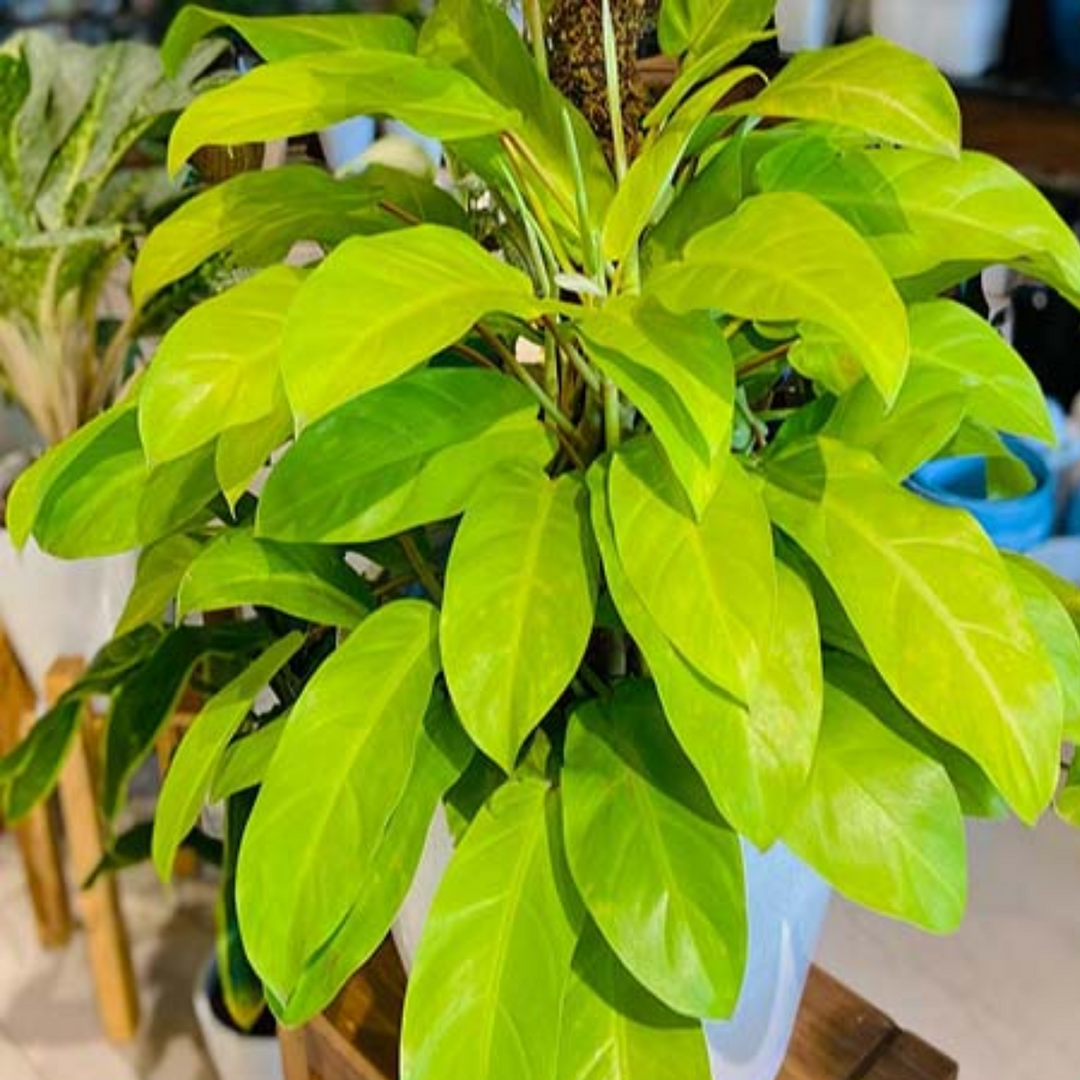 Philodendron Ceylone Gold (Philodendron erubescens) Ornamental Live Pl   Hug A Plant