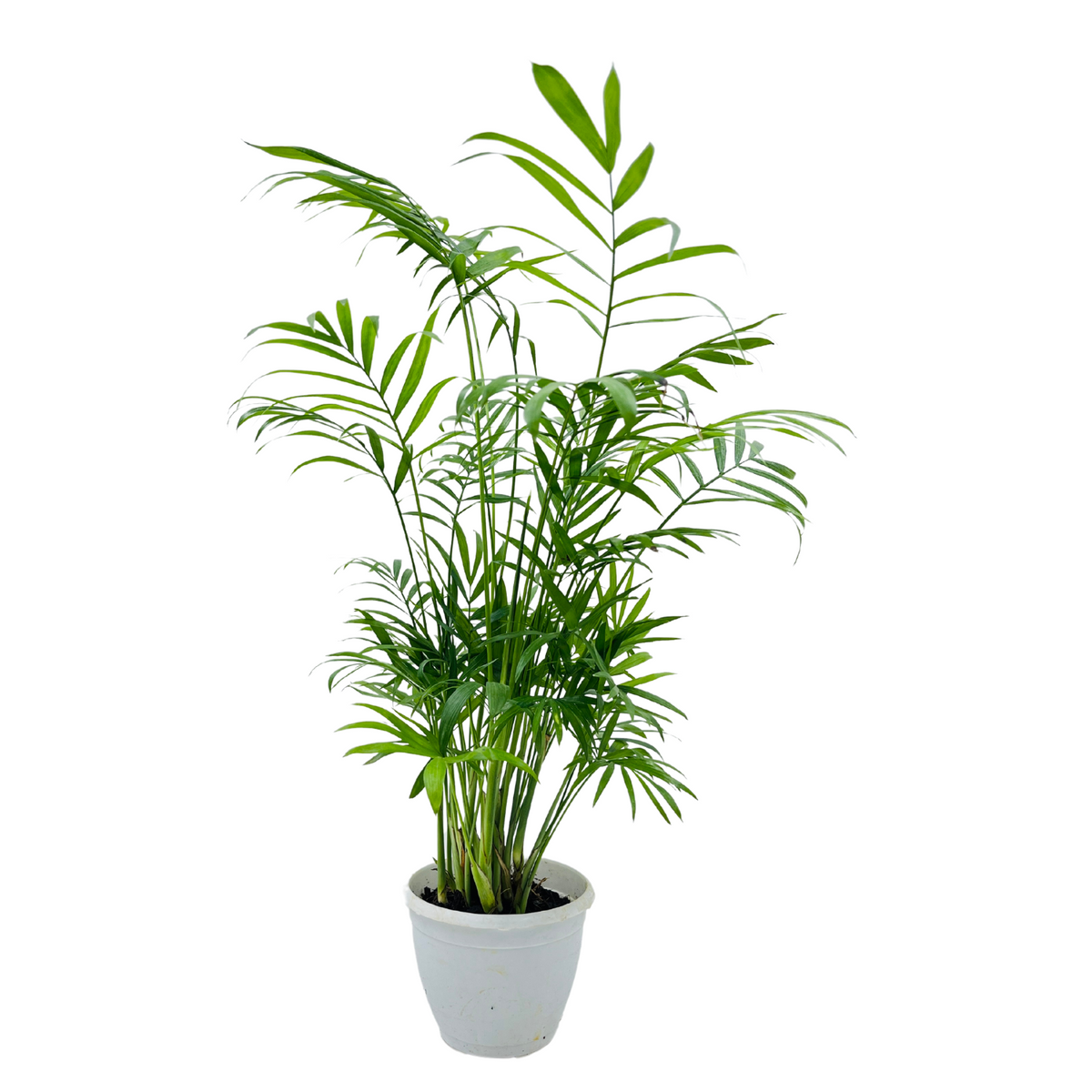 Parlour Palm | Bamboo palm | Chamaedorea Palm (Chamaedorea seifrizii) - Live Plant For Indoor (Home & Garden)