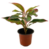 Aglaonema Red Lipstick (Aglaonema commutatum)- Live Plant  (Home & Garden)