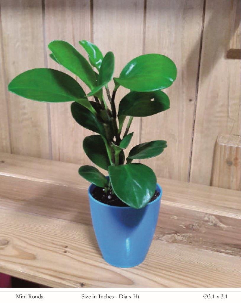Mini Ronda Plastic Pot