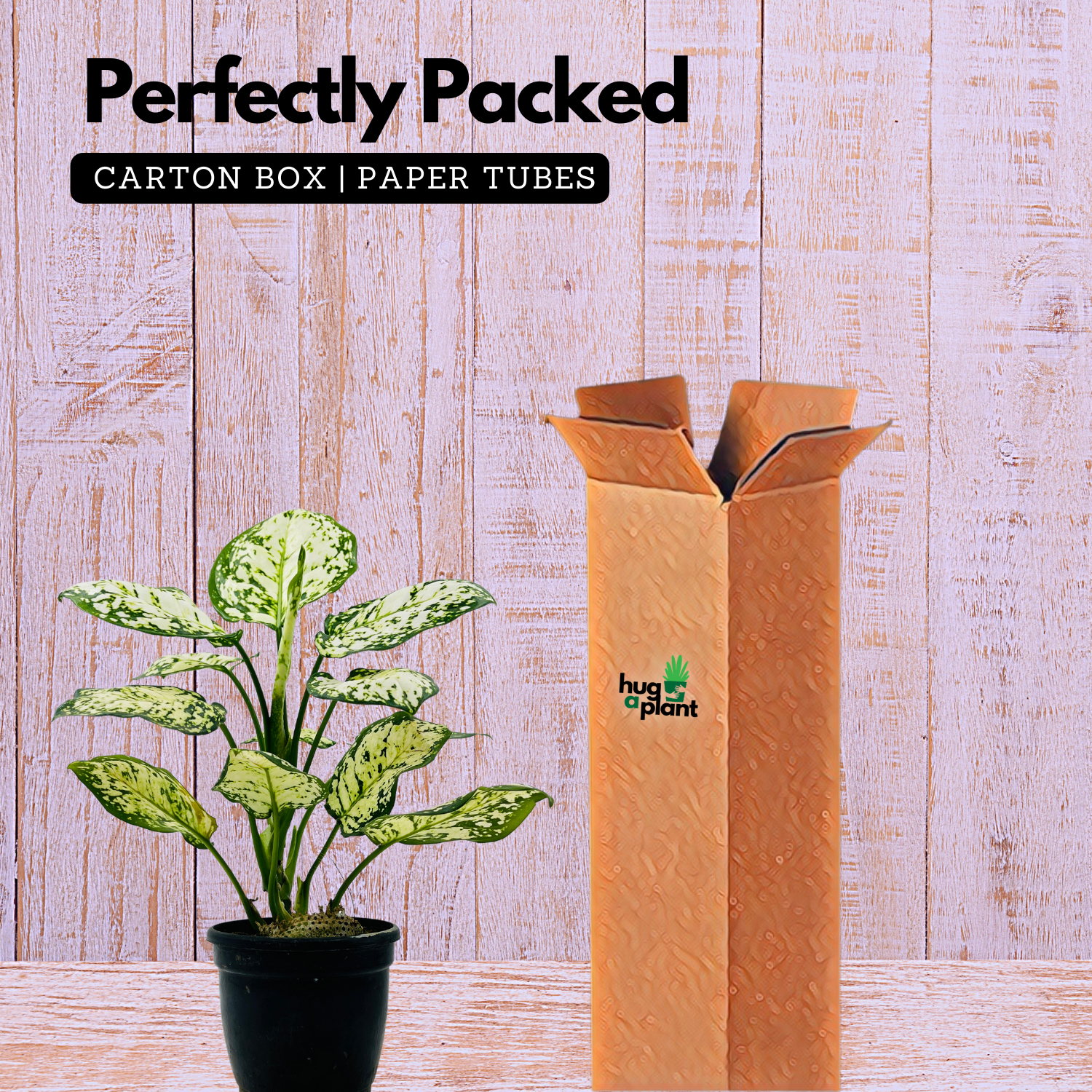 Aglaonema Super White - Live Plant  (Home & Garden)