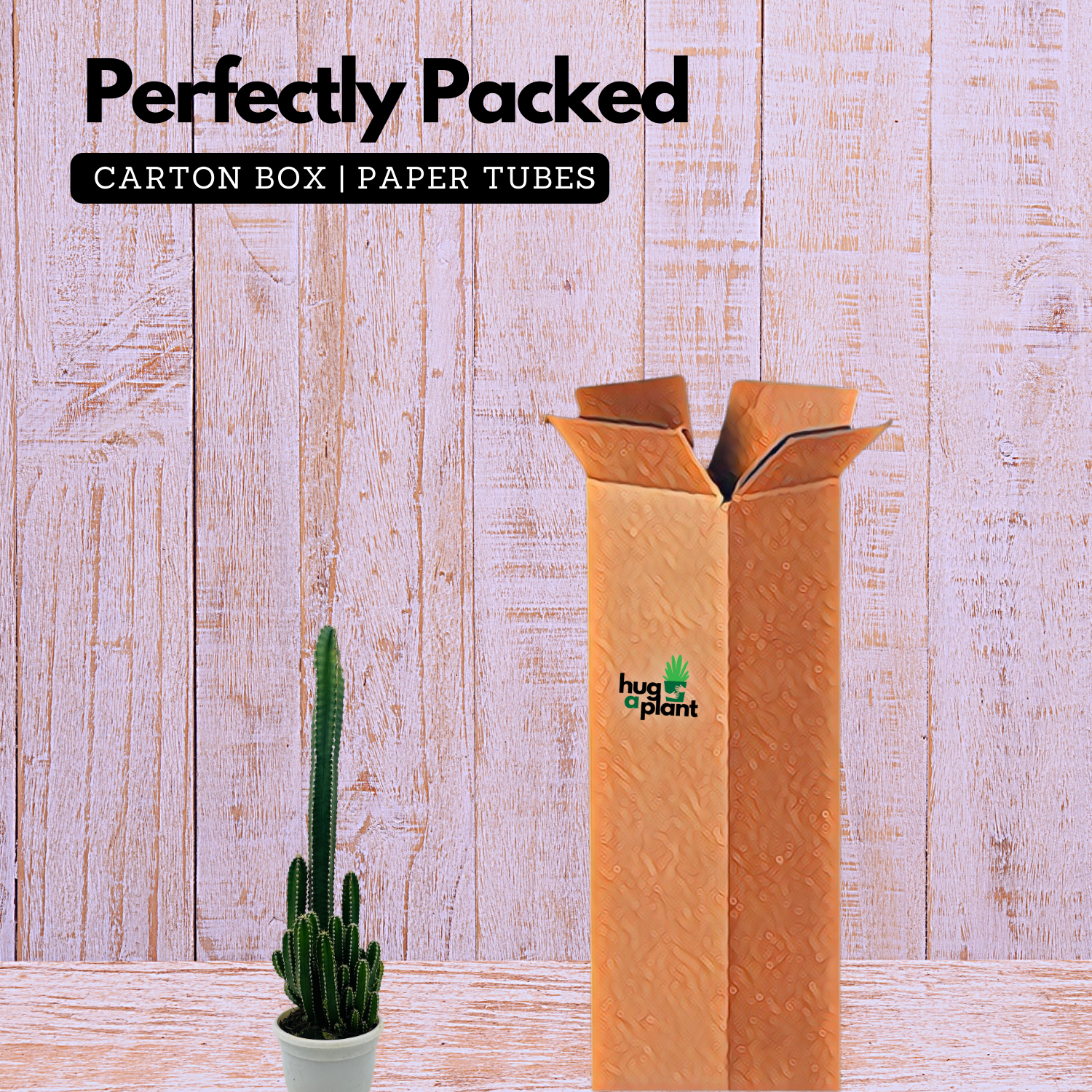 Cereus Peruvians "Florida" / Long Cactus - Live Cactus Plant In Pot (Home & Garden)